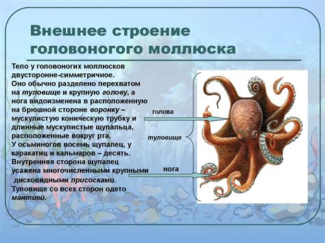 Класс Головоногие моллюски - презентация онлайн