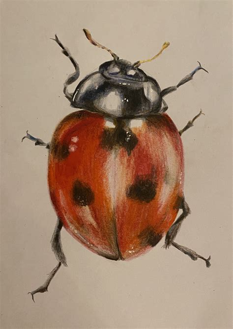 alexis demetriades science illustration ladybug  duralene ladybug