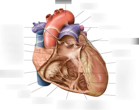 Left Atrium Diagram | Quizlet