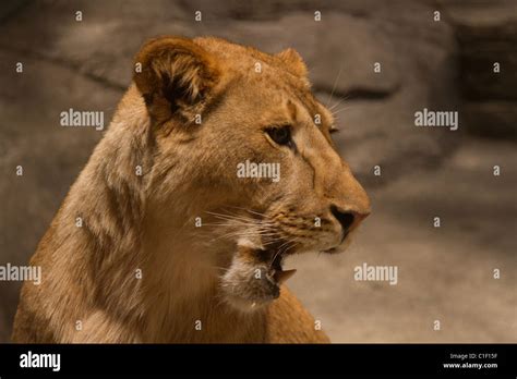 las vegas mgm grand lion habitat Stock Photo - Alamy