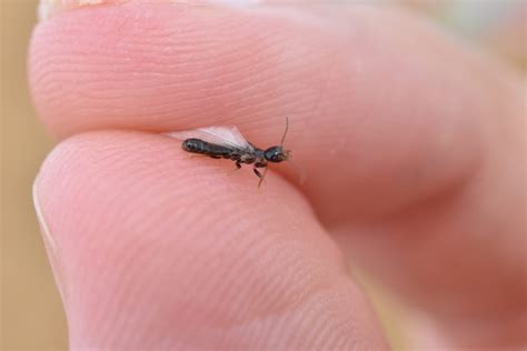 Identify Termites Vs Winged Ant