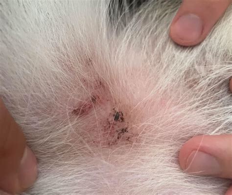 What Do Flea Bites Look Like on Dogs? Explained By a Vet | Bored Panda