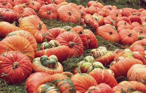 Download Ripened Crops At A Pumpkin Patch Picture | Wallpapers.com