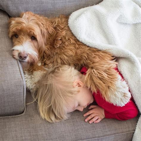 Мальчик и собака: крепкая дружба в трогательных фото | Labradoodle ...