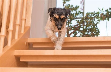 how to teach a dog to go up stairs