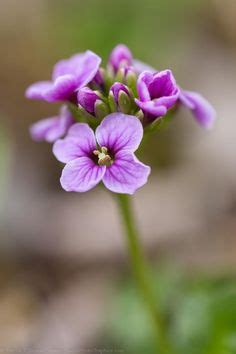 Purple Cress Arctic Tundra, Cress, Picture Gallery, Mother Nature ...