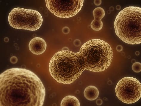 Blog - Electrofusion Basics - Determining Cell Fusion Efficiency