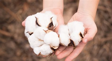organic cotton  regular cotton