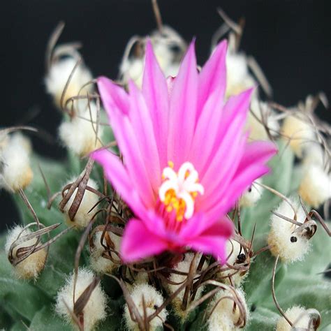 Baja Cactus Blossom Type Fragrance Oil