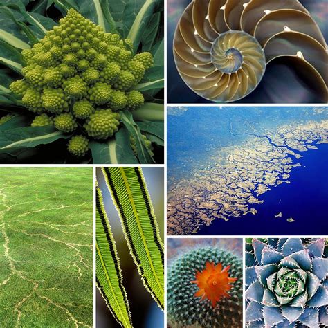 huntgather studio blog fractals  nature fractals  nature