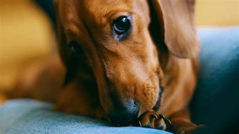 Why Do Dachshunds Lick So Much? 17 Strange Reasons + Tips