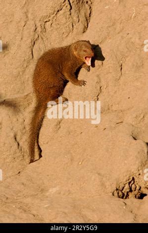 Southern Dwarf Mongoose, dwarf mongooses, dwarf mongoose, dwarf ...