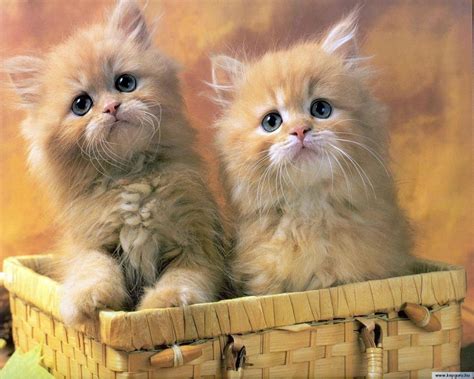 cats cats wallpaper  fanpop