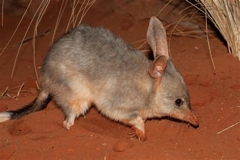 role  aboriginal australians   environmental movement