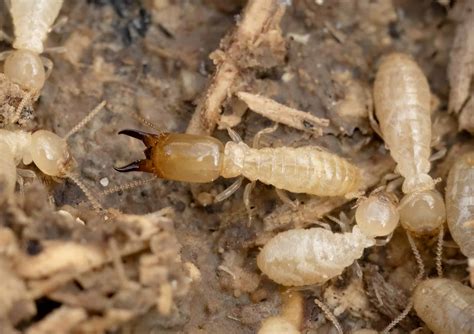 Subterranean Termites | Pest ID Guide - US Pest Protection