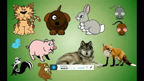 zoologic pet store advert youtube