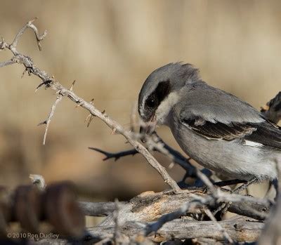 Loggerhead Shrike Impaling Prey, revisited – Feathered Photography