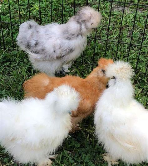 Silkie Chickens - Silkie Bantam Chicken Hatchery Special | Cackle Hatchery