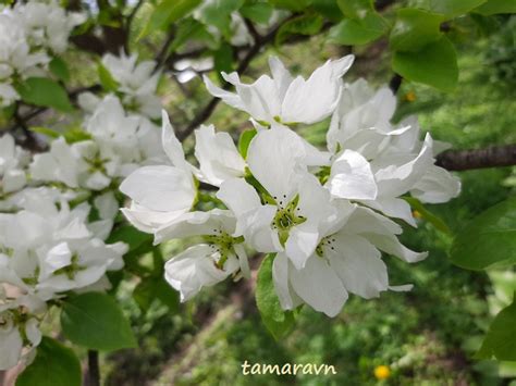 Всё о бегониях и не только...: Груша уссурийская (Pyrus ussuriensis)