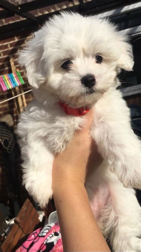 Bichon Maltese Puppies / Maltese bichon frise | Aylesbury ...