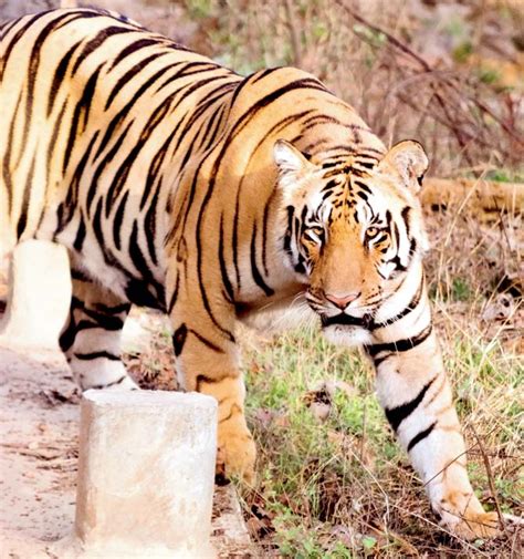 Alive and roaring! Missing tiger Bali spotted in Pench