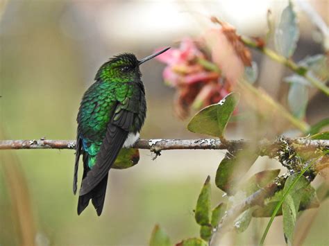 Urban Birding in Bogotá: Monserrate — The Birders Show
