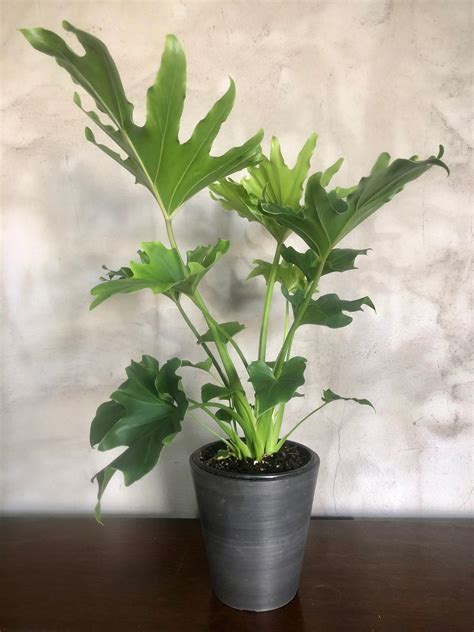 Philodendron Hope Plant | Auckland Same-day delivery available