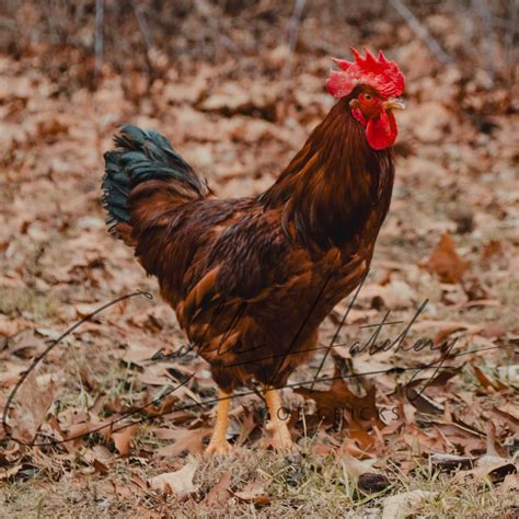 road island red rooster  hampshire red baby chickens  sale