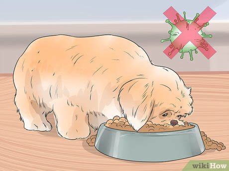 how to treat dog periodontal disease