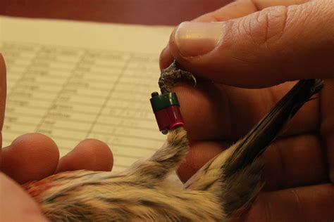 Birds spread infections at feeders, according to ISU research - News