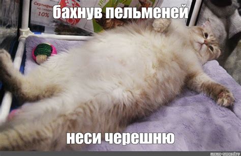 Создать мем "самый толстый кот, кот толстый, котики" - Картинки - Meme ...