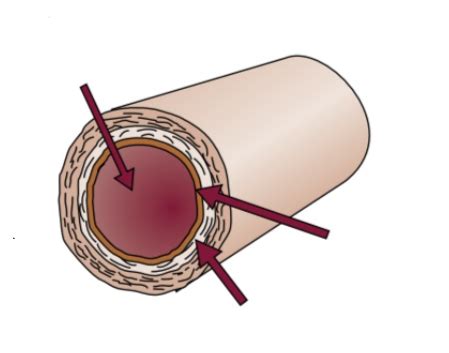 vein Diagram | Quizlet