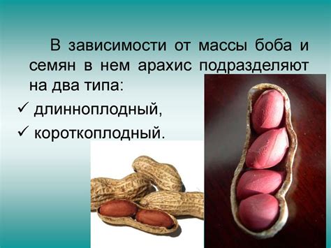 Орехи и масличные семена в кондитерском производстве - online presentation