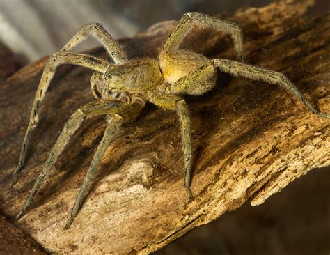Brazilian Wandering Spider, World's Most Deadly Arachnids Found In