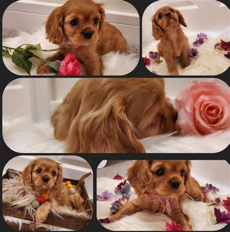 Miss cavalier king-poo