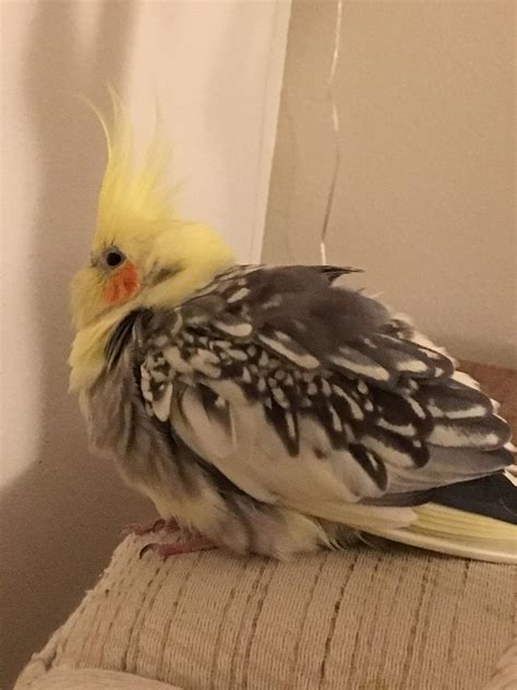 best cockatiel losing weight easily 6