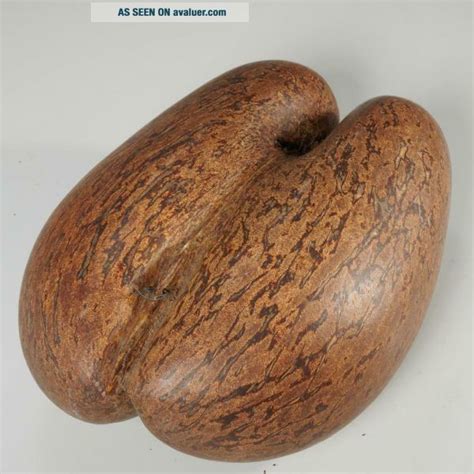 coco de mer seychelles islands fertility nut seed pod
