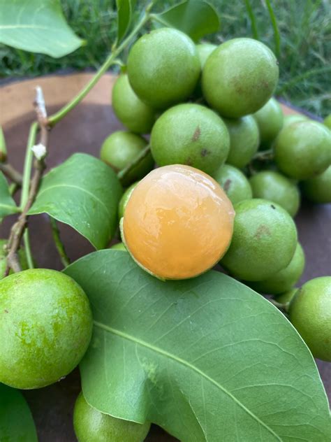 Mamoncillo (Guinep) Box *Pre-Order* – Miami Fruit