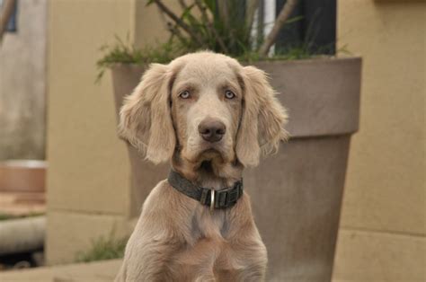 Longhair Weimaraner Weimaraner, Wacky, Dog Love, Best Dogs, Golden ...
