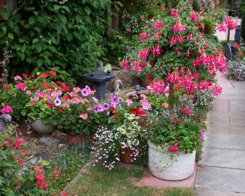 Fuchsias