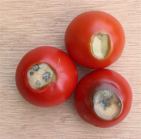 Success With Early Tomatoes? | Tomato garden, Lawn and garden, Veggie