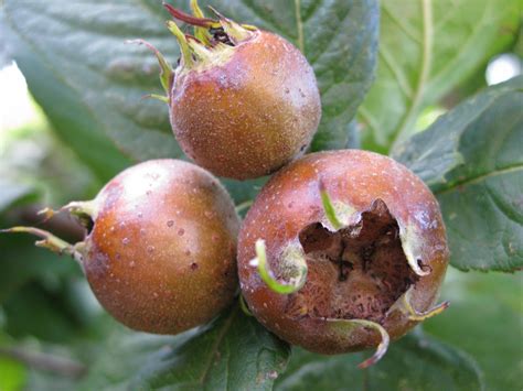 Medlar