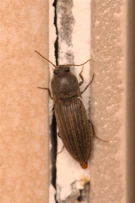 agriotes lineatus saatschnellkaefer kleintiergalerie