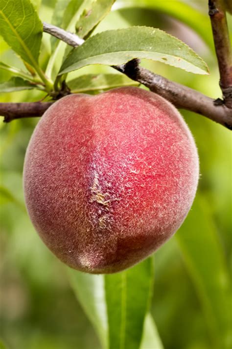 bonanza dwarf peach tree