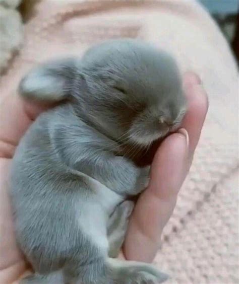 Baby sleeping bunny : r/cute