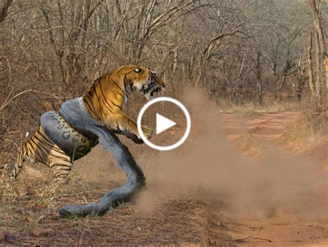 Tiger wants to eat the snake but snake swallowing tiger back | daranews