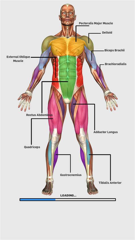 App Shopper: Muscular Anatomy Game (Games)