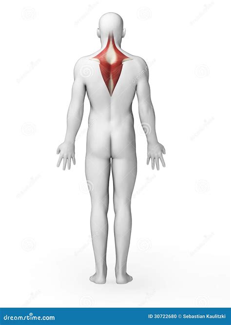 Trapezius muscle stock illustration. Illustration of white - 30722680