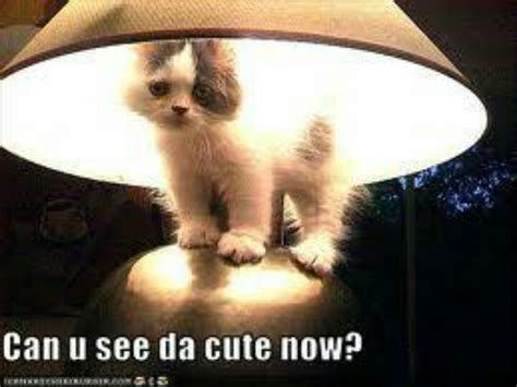 848 best Kittens - Memes images on Pinterest