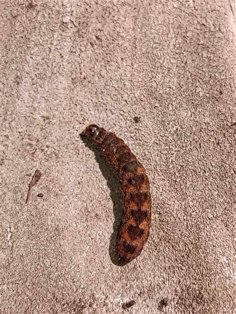 Caterpillar found in Illinois : r/whatsthisbug